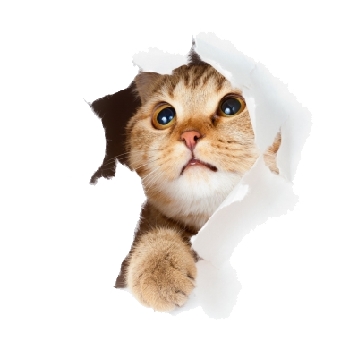 cute cat